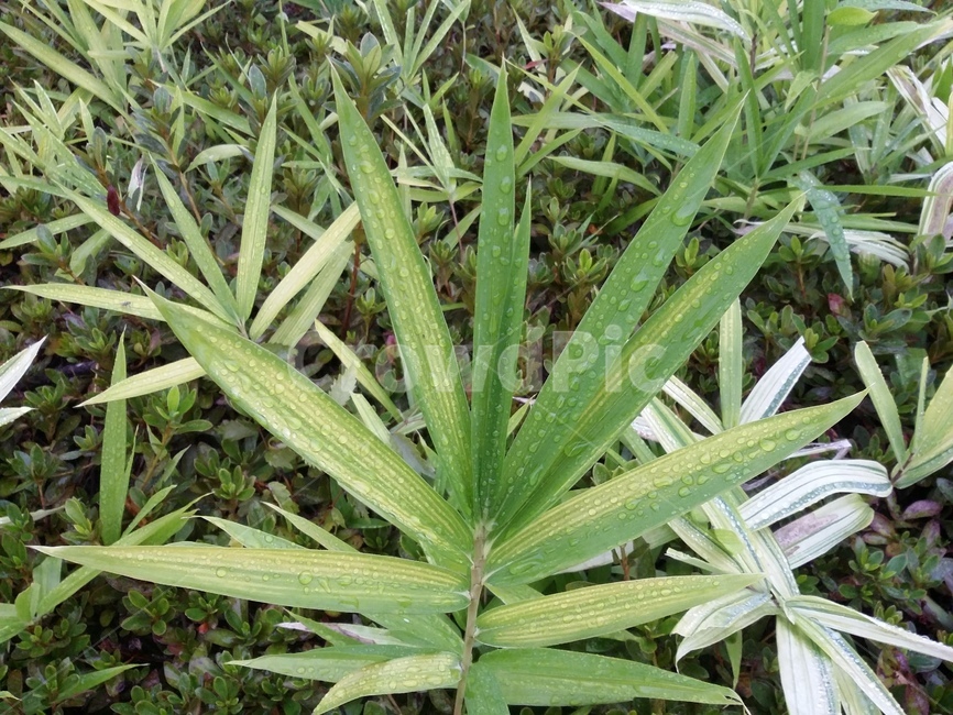 plant,식물,leaf,잎,자연,식물,자연,plants,nature