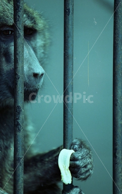동물,원숭이,필름,감정,animal,동물,animal,포유류,mammal,감정표현,기분,feeling,emotion