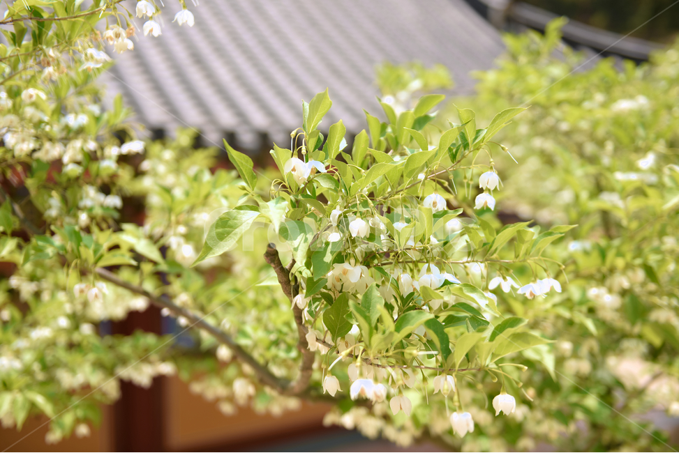 보경사절,사찰,꽃,자연,접사,등산,절,녹색,힐링,신선함,안식처,season,plants,nature,flower,sensible,feeling,색깔,색상,색채,색감,colorsense,colorsensitivity,feelingofcolor,감성,평온함,느낌,휴식