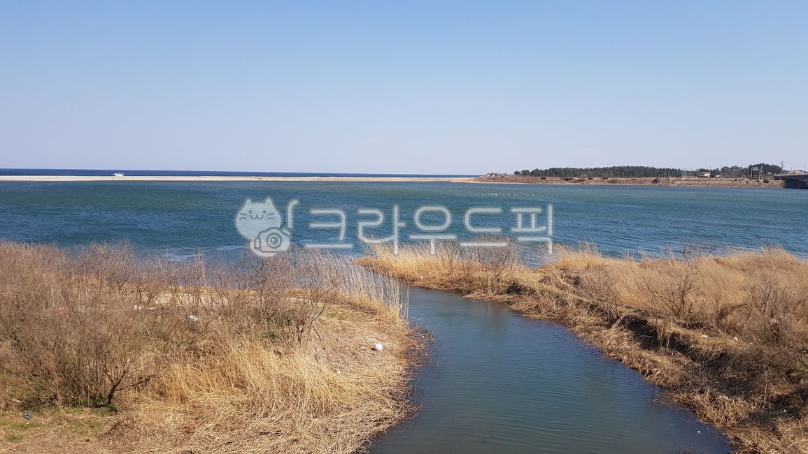 바다갈대,beachridge,sanddune,바다하천,해안사구,nature,자연