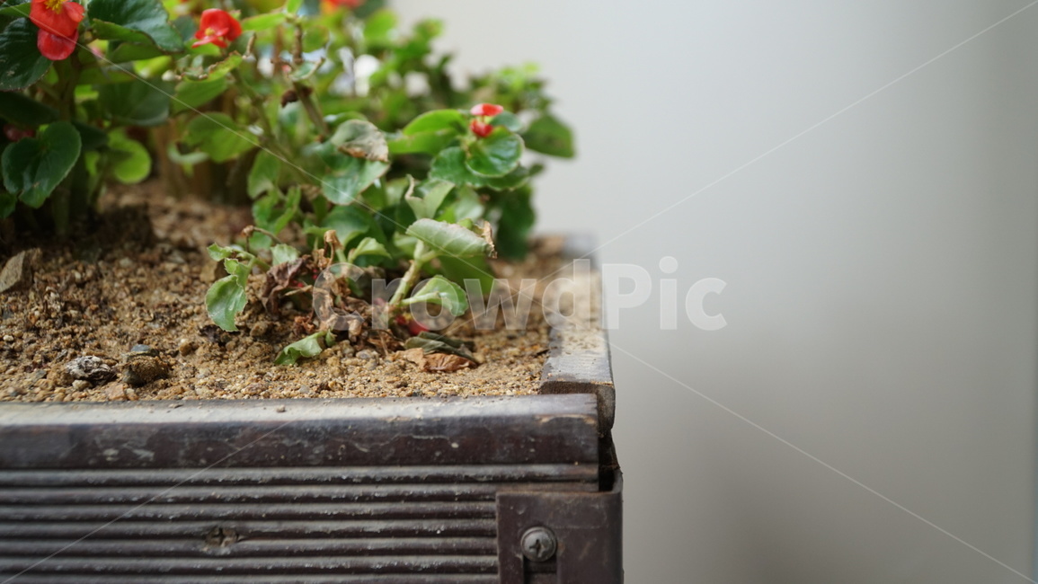 꽃,풀,빨강,초록,흙,실내용화초,화분,화초,house plant
