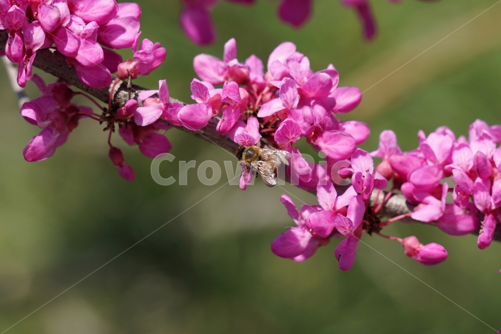꽃,꽃사진,플라워,flower,봄,봄꽃,spring,식물,plants,자연,nature,풍경,landscape,계절,season,snap,스냅,접사,macro,closeup,클로즈업,감성사진,감성,힐링,healing,느낌,feel,feeling,벌,곤충,insect,동물,animal,honey,bee,말벌,꿀벌,벌레,꽃밭,화단,4월,April,박태기나무,박태기꽃,박태기나무꽃,귀화식물,나무,나뭇가지,tree,한국자연,식물,자연,plants,nature,꽃,flower,동물,animal,곤충,벌레,insect,bug