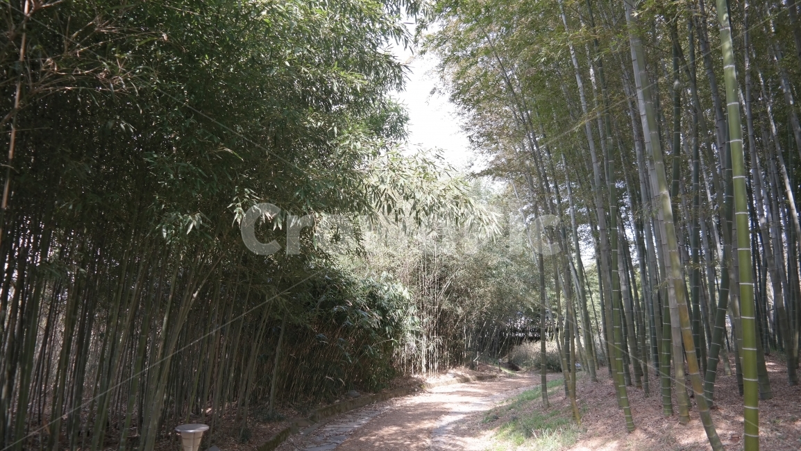 대나무숲,힐링,산책,자연,대나무,자연,풍경,nature,landscape,plant,식물,ground,바닥,tree,나무