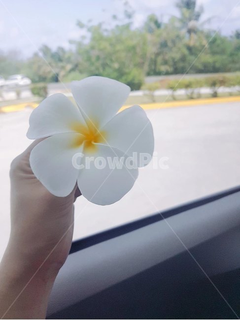 꽃,자연,사이판꽃,나팔꽃,예쁜꽃,하얀꽃,사람,인물,인간,human,person,신체일부,몸,body,사물,물건,오브젝트,thing,object,matter
