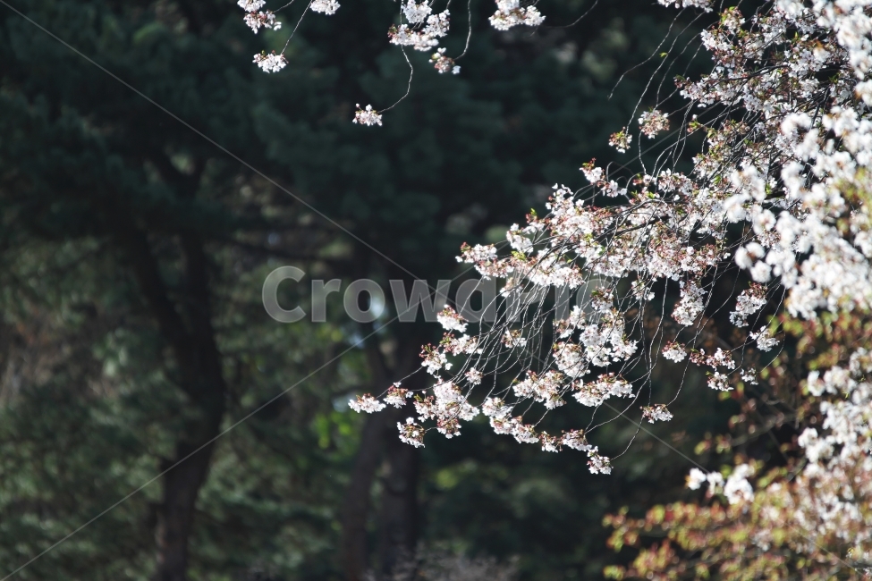 벚꽃,능수벚꽃,봄꽃,식물,자연,감성사진,봄,계절,spring,season,식물,자연,plants,nature,꽃,flower,plant,blossom
