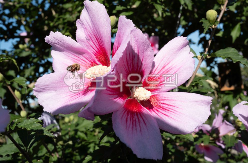 꽃,무궁화,무궁화꽃,나라꽃,국화,여름,여름꽃,햇살,햇빛,하늘,꽃송이,꽃봉오리,꽃나무,식물