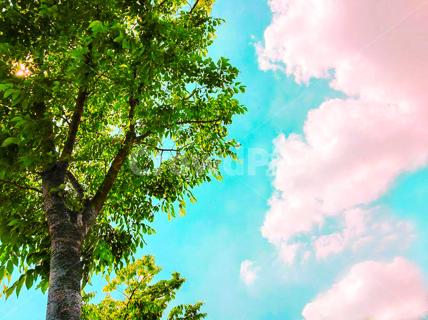 하늘,구름,나무,한강,자연,푸른,시원한,자연,풍경,nature,landscape,tree,plant,식물
