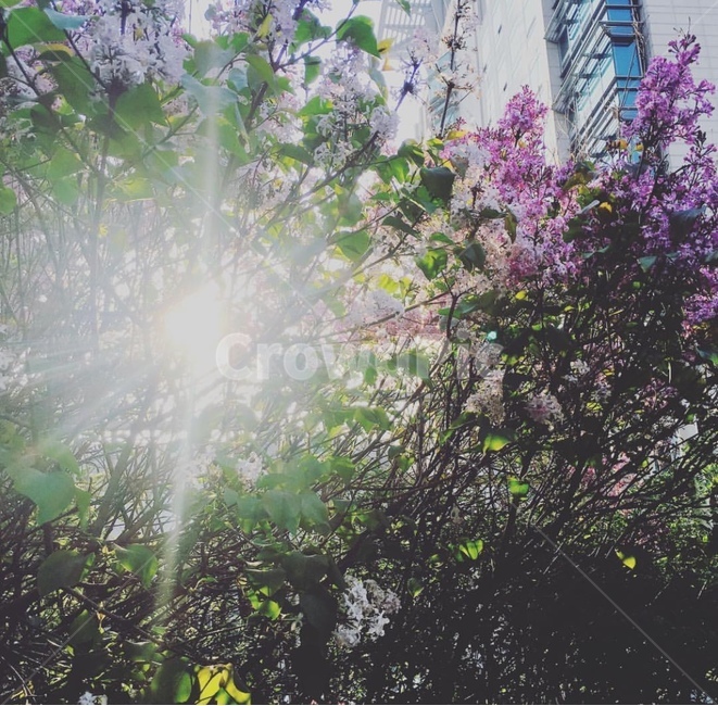 꽃,봄,감성,햇살,꽃나무