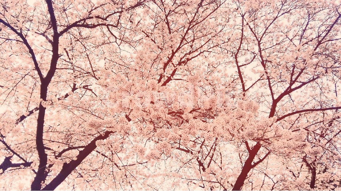 봄,spring,벚꽃,cherryblossoms,벚나무,cherrytree,꽃,flower,빈티지,vintage,나무,tree,분홍,pink,봄,계절,spring,season,자연,풍경,nature,landscape,식물,plants,나무,trees,wood,plant,blossom