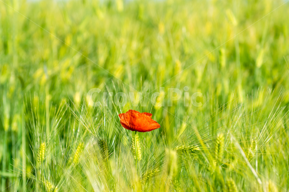 봄,양귀비,꽃,봄꽃,나들이,봄나들이,빨강,색,색상,색감,여유,감성,감정,spring,red,color,풍경,landscape,식물,자연,natural,농원,꽃밭,빨간꽃,공원,보리,청보리,봄,계절,spring,season,식물,자연,plants,nature,꽃,flower,leaf,잎,plant,grass,잔디