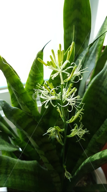산세베리아꽃,산세베리아,공기정화식물,꽃,green,flower