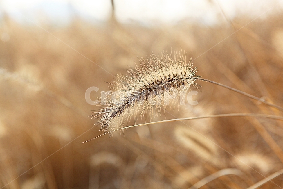 강아지풀,강아지풀꽃,꽃,잡초,가을,풀,공원,야외,가을,계절,fall,autumn,season,식물,자연,plants,nature