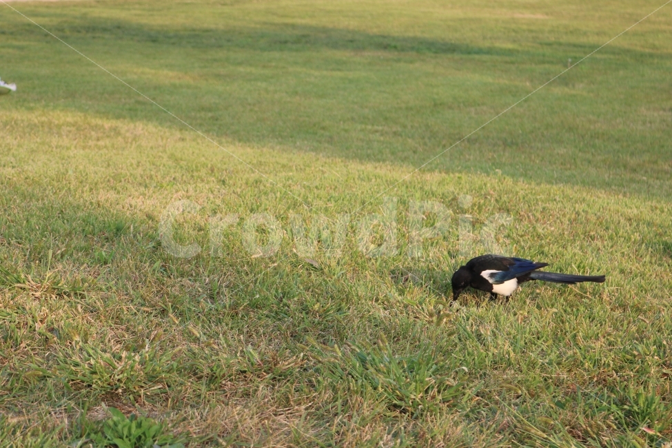까치,자연,힐링,풍경,초원,동물,animal,조류,새,birds