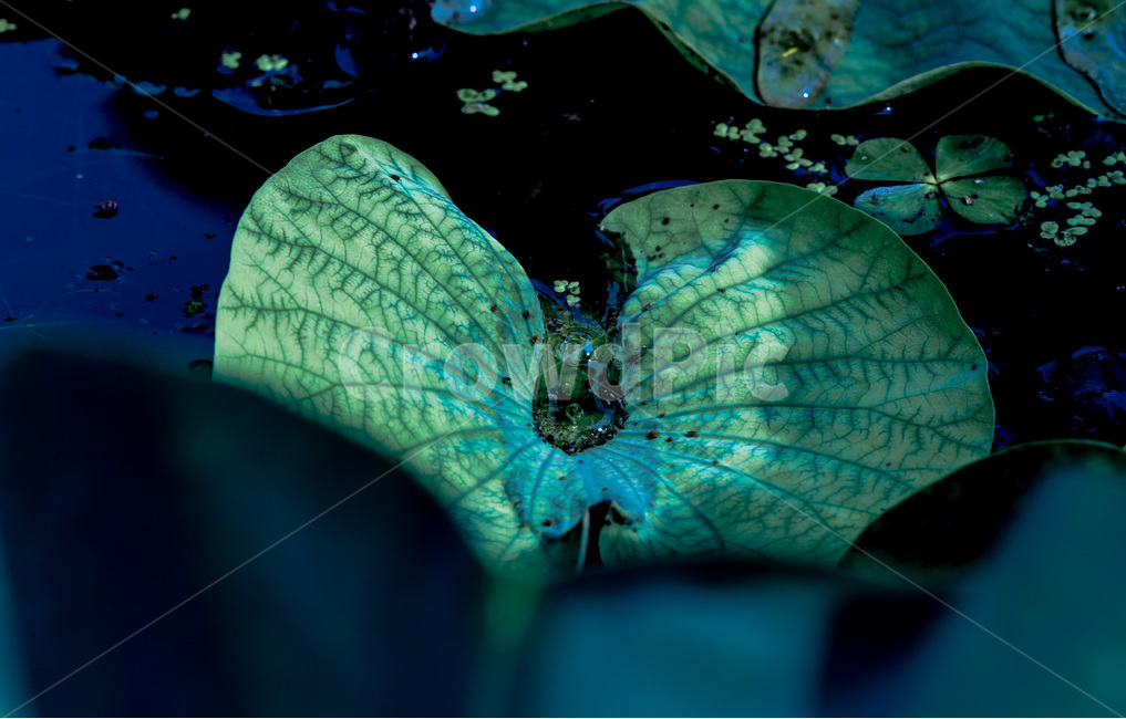 연잎,문양,무늬,그림자,습지,식물,자연,plants,nature