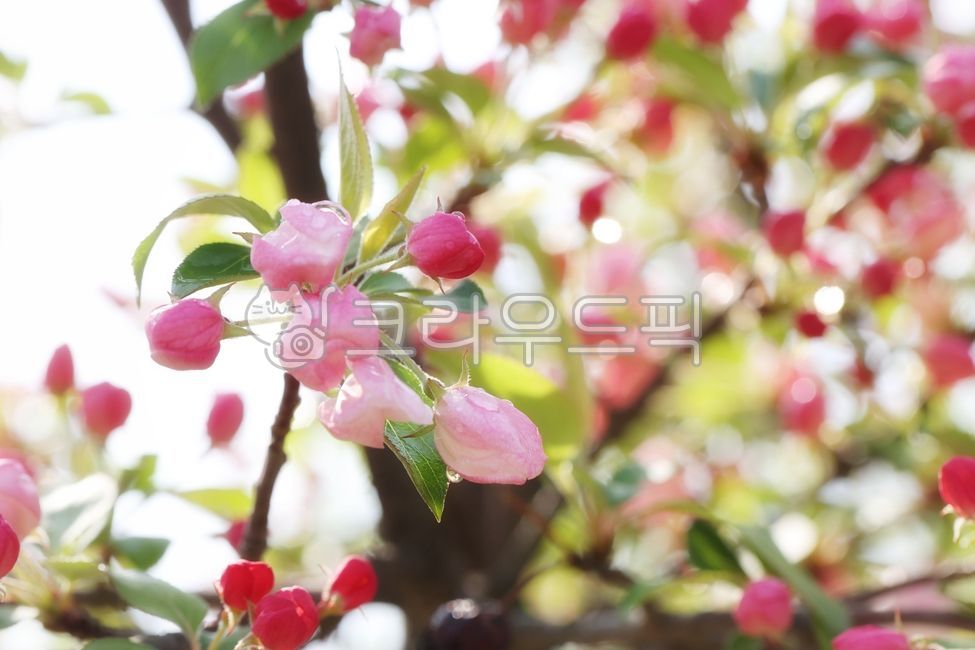 spring,apple blossom,sprout,appletree,crabapple,flower apple,flower