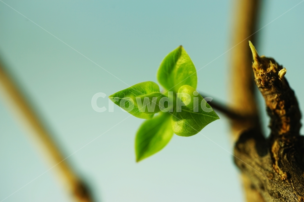 새순,새잎,새이파리,라일락,나뭇가지,나무가지,식물,자연,plants,nature