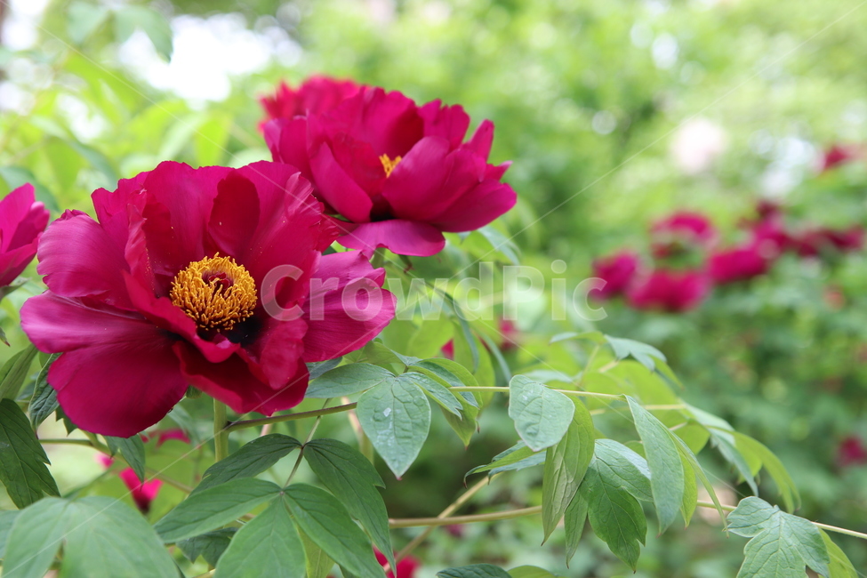 flower,꽃,blossom,peony,식물,plant,모란