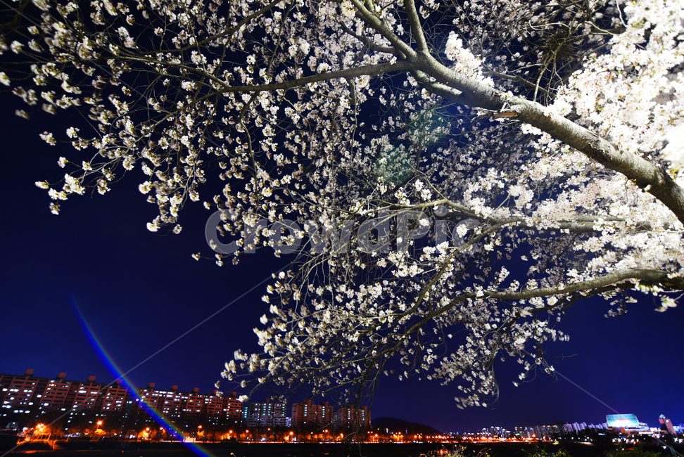 봄,벚꽃,꽃,야외,야경,하늘,나무,식물,소풍,풍경,봄,계절,spring,season,야경,밤,풍경,nightscape,night,landscape