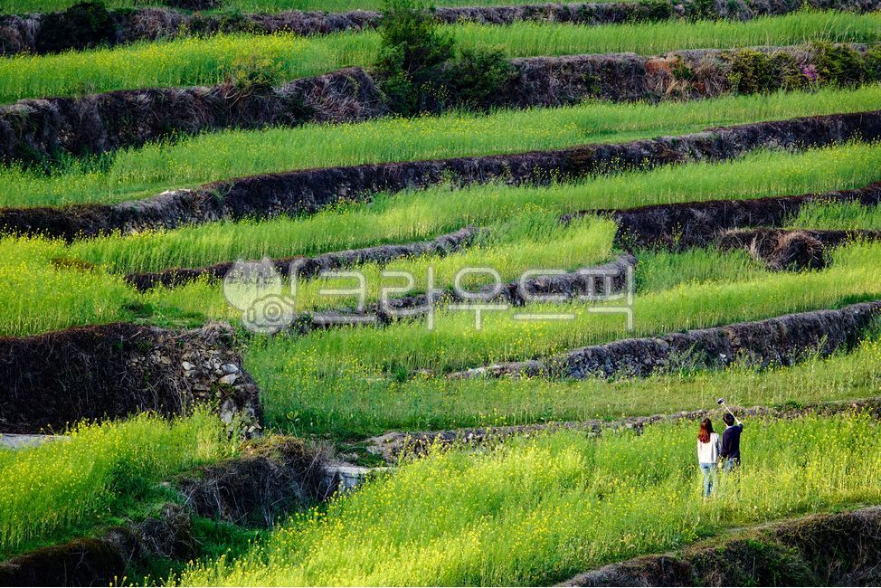 커플,연인,유채,유채꽃,두모마을,봄,유채밭,봄기운,데이트,남녀,남해군,계절,봄꽃,농촌,시골,경남,경상도,자연,논,season,경상남도,person,사람,human,인간,다랭이논,경작,농지,경작지,계단식,rape