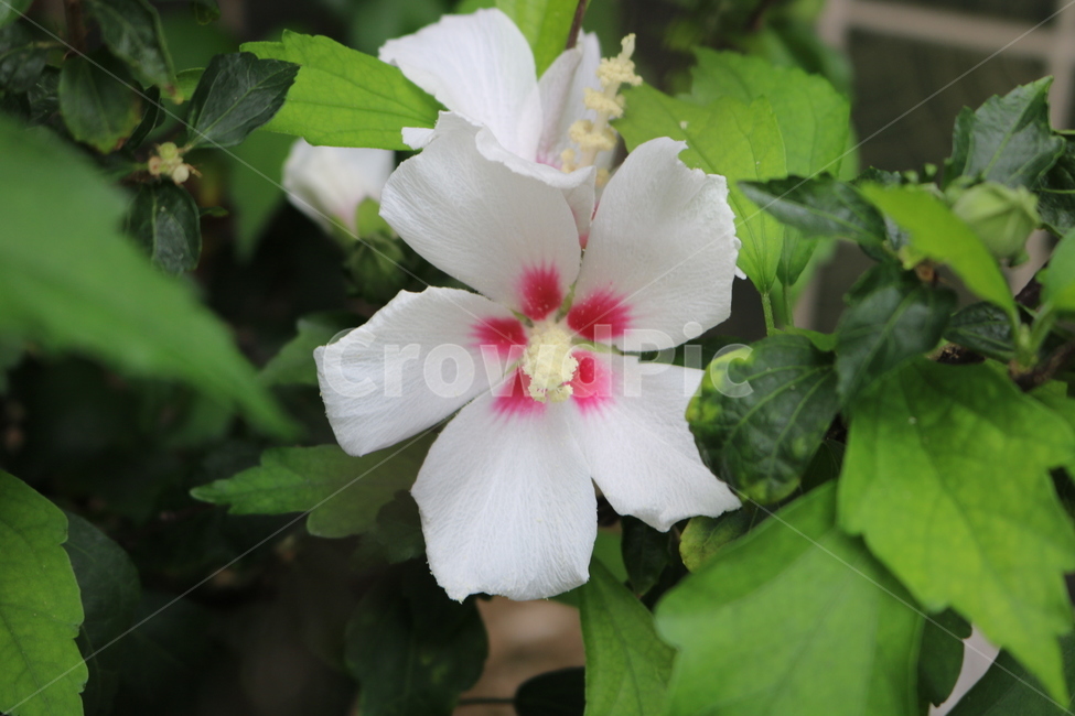 꽃,무궁화,식물,자연,flower,식물,자연,plants,nature,꽃,flower