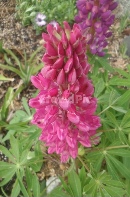 루피너스,층층이부채꽃,lupine,정원용식물,절화용,콩과,약용,식물,자연,plants,nature,꽃,flower