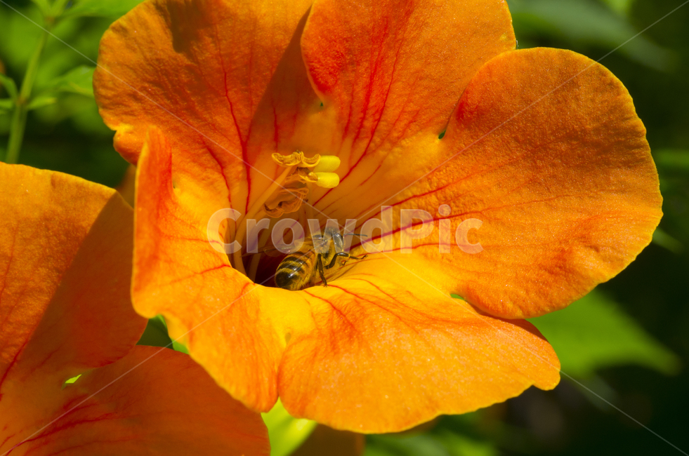 꽃,주황꽃,여름꽃,여름,꽃잎,감정,감성,자연,계절,뷰티,beauty,macro,closeup,접사,매크로,확대,flower,orange오렌지,꿀벌,bee,벌,곤충,insect,플라워,오렌지색꽃,클로즈업,가을곤충,여름곤충,가을