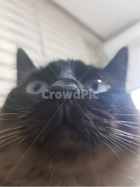 고양이,샴고양이,고양이확대범,고양이눈,고양이입모양,고양이수염,동물,animal,포유류,mammal,고양이,cat,kitten,kitty