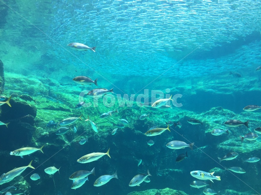 수족관,물,바다,수영장,물고기,동물,animal,어류,물고기,fish