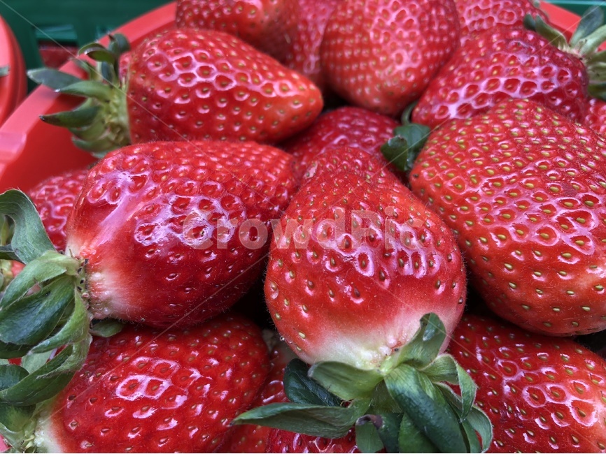 딸기,과일,열매,빨강색,싱싱한,빨강,음식,식재료,요리,food,cook,meal,dishes,food reserves,과일,열매,fruit,채소,야채,vegetables