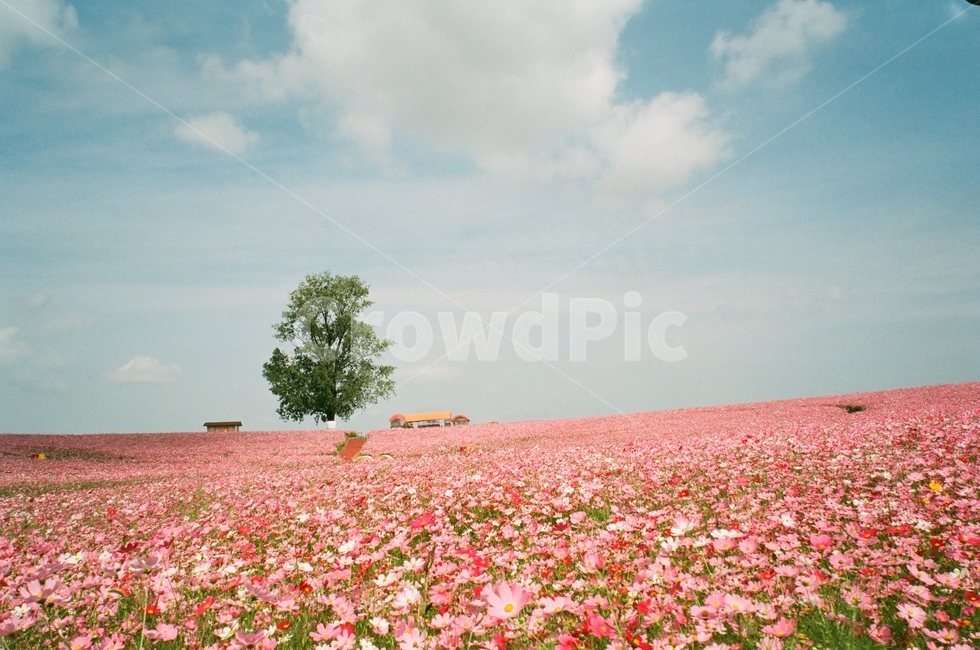 plant,코스모스,식물,flower,꽃,cosmos,꽃,flower,식물,자연,plants,nature