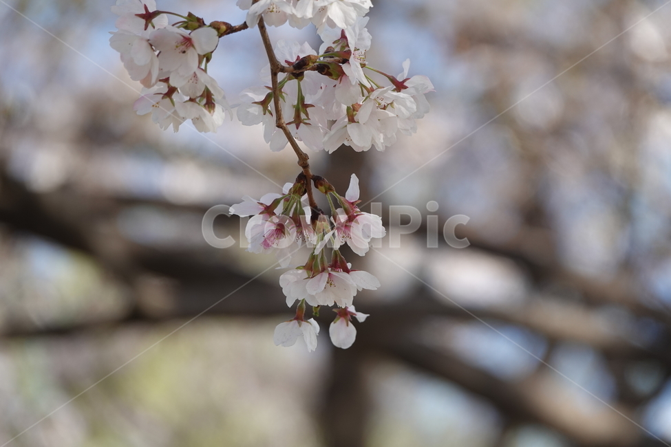 plant,식물,flower,blossom,꽃,꽃,flower