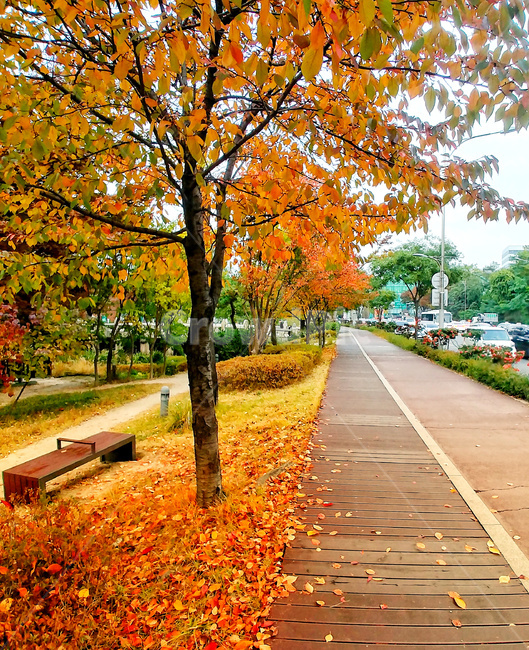 가을,낙엽,가을낙엽,벤치,산책,계절,색감,쓸쓸함,나무,잎,쓸쓸,가을,계절,fall,autumn,season,tree,plant,식물,leaf