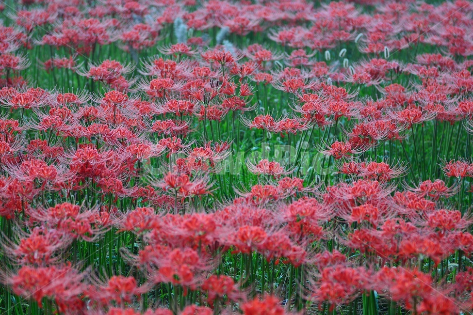 outdoors,옥외,leaf,잎,tree,나무,treetrunk,나무줄기,plant,식물,flower,blossom,꽃,고창,선운사,상사화,꽃무릇,만개,아침