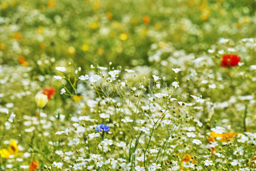꽃,여름,식물,자연,나들이,식물,자연,plants,nature,꽃,flower