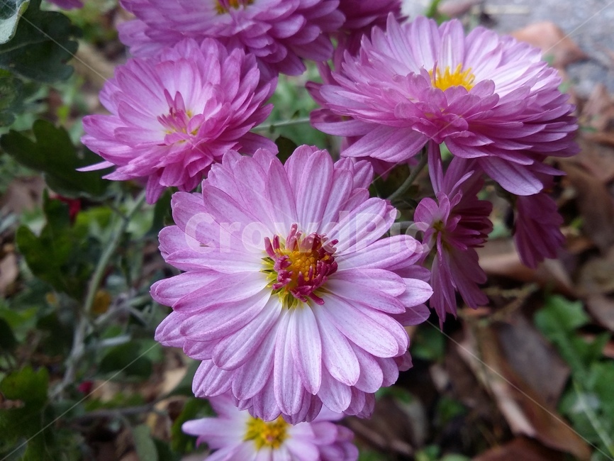 plant,식물,꽃,자연,flower,식물,자연,plants,nature,꽃,flower