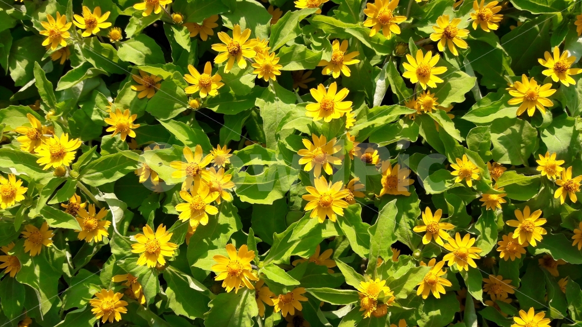 꽃,노랑,초록,들국화,야생,식물,자연,plants,nature,꽃,flower