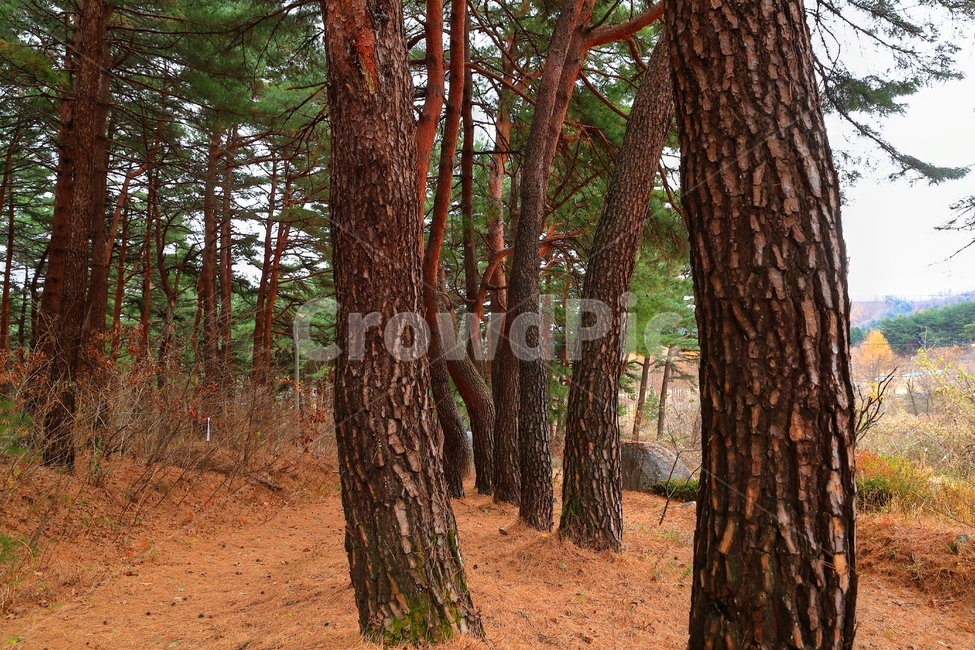 소나무,나무,법륜사,아리바우길,솔잎,길,소나무길,식물,자연,plants,nature,나무,trees,wood