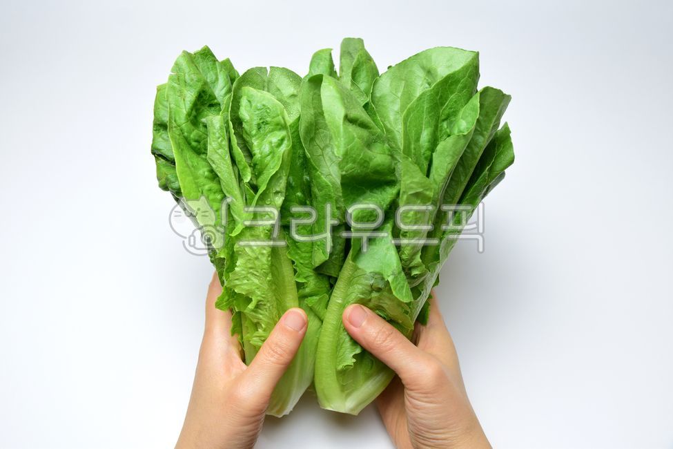 green,woman,hands,white background,vegetable,leaf,lettuce,vegetables,Lettuce,Romaine Lettuce,foodreserves,Romaine,ingredients,female,hand