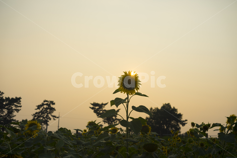 해바라기,해질녘,노을,꽃,해바라기꽃,식물,자연,plants,nature,꽃,flower
