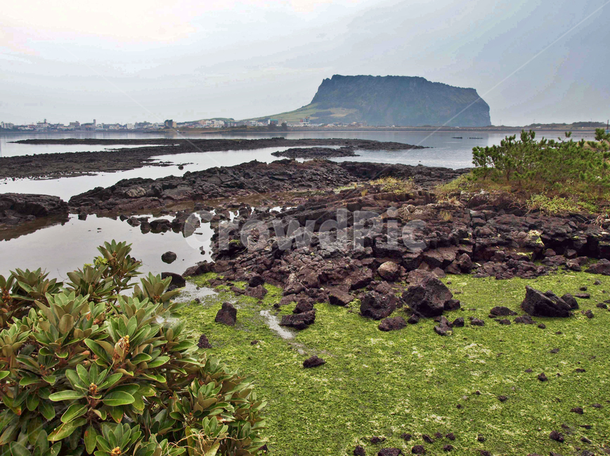 성산일출봉,내수면,늪지대,올레2코스,제주,서귀포시,보,둑,자연,풍경,nature,landscape,한국자연풍경,한국자연경관,korea nature landscape,제주도,jeju,jeju island,outdoors,옥외,land,땅,plant,식물