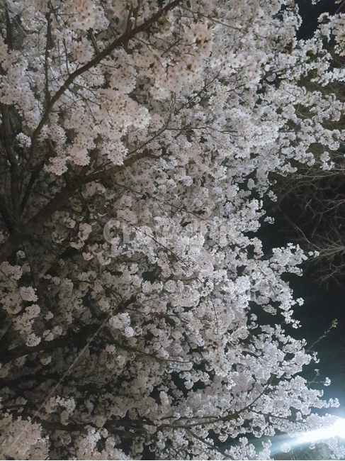 벛꽃,밤하늘,봄,조명,나무