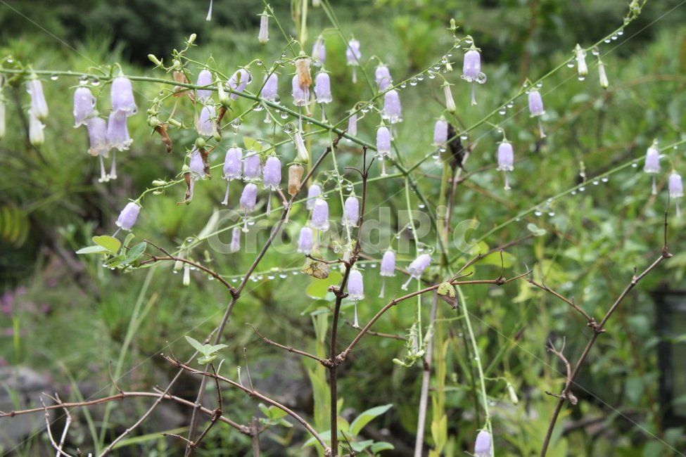 물방울,층층잔대,꽃,식물,촉촉함,비,식물,자연,plants,nature,꽃,flower,비,비오는날,rain,rainy