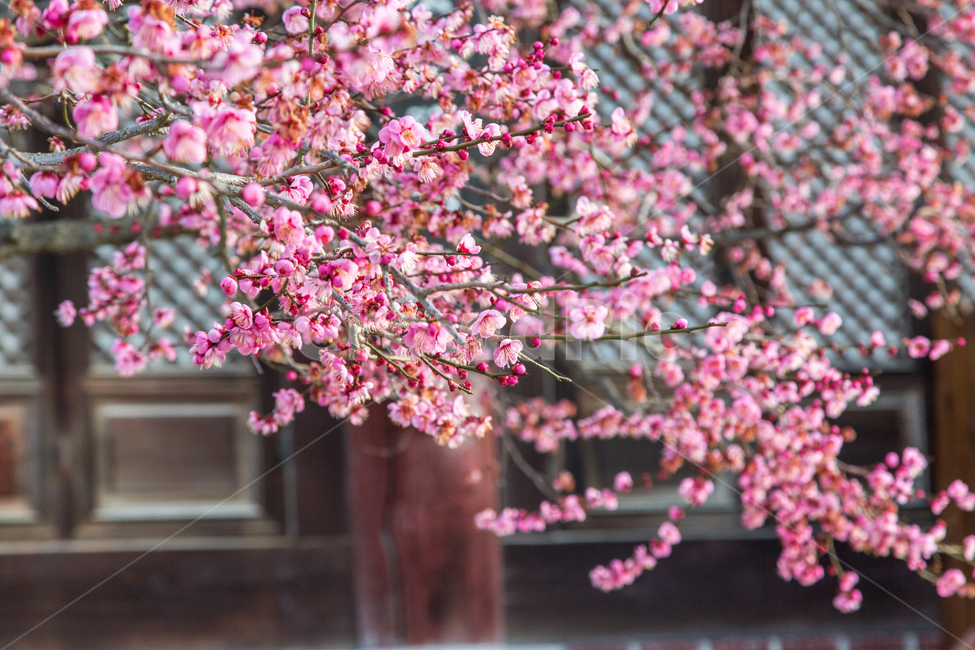 매화,봄,홍매화,봄소식,사찰,flower,꽃