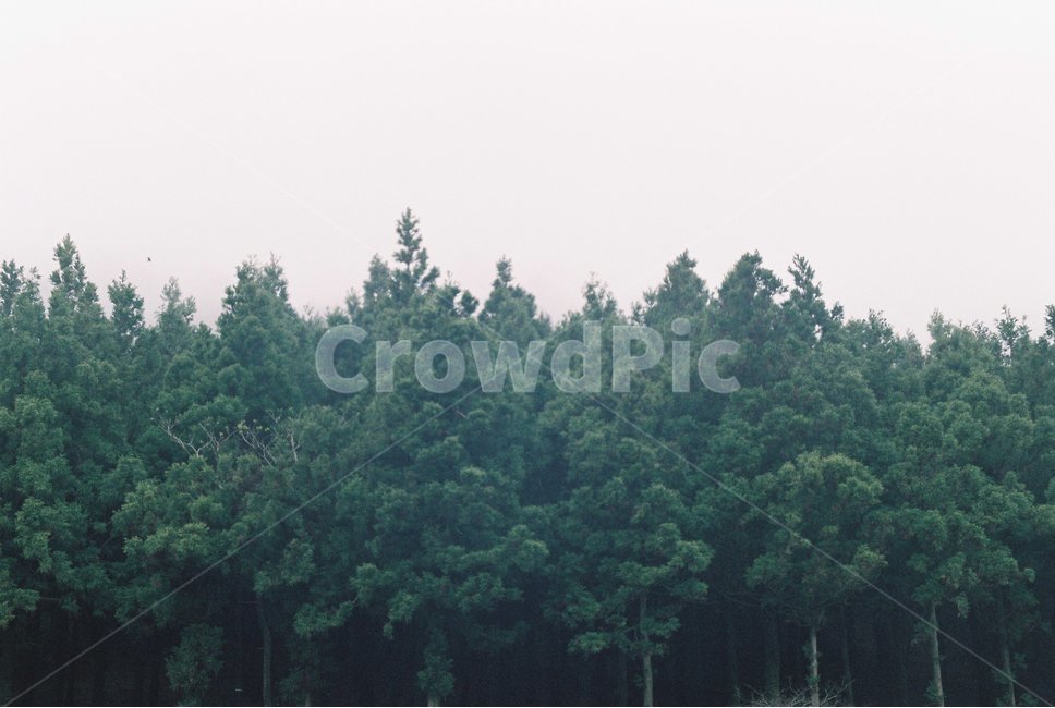 제주도,나무,자연,초록,하늘,힐링,자연,풍경,nature,landscape,식물,plants,나무,trees,wood,tree,plant,fir,전나무