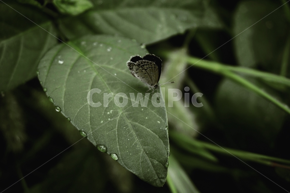 나뭇잎,나비,나방,여름,물방울,식물,자연,plants,nature,동물,animal,곤충,벌레,insect,bug