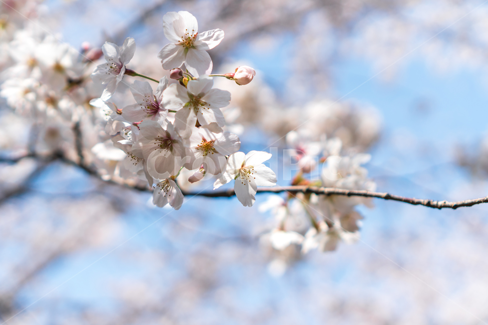 벚꽃,꽃,봄꽃,자연,봄,flower,nature,spring,봄,계절,spring,season,식물,자연,plants,nature,꽃,flower,plant,blossom