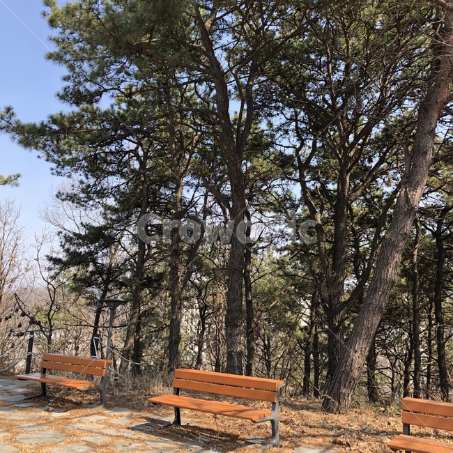 공원,벤치,나무,자연,bench,wood,nature,소나무