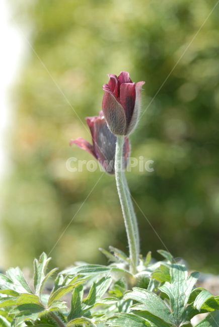 꽃,식물,야생화,할미꽃,할머니꽃,flower,식물,자연,plants,nature,꽃,flower