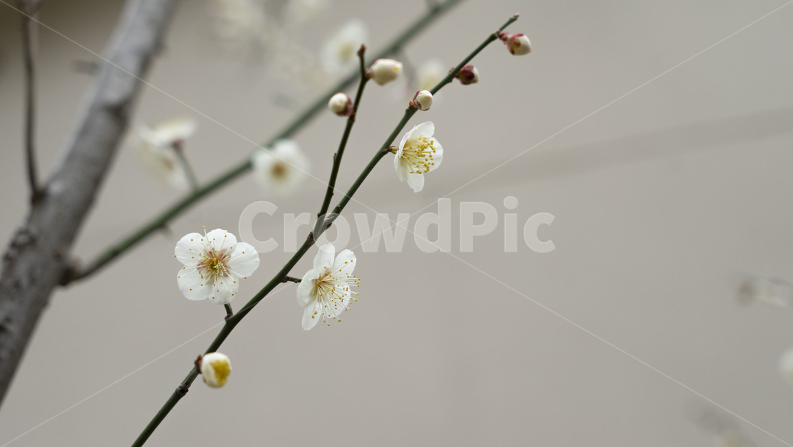 plant,식물,꽃,blossom,꽃봉오리,bud,spring,flower,봄,식물,자연,plants,nature,꽃,flower