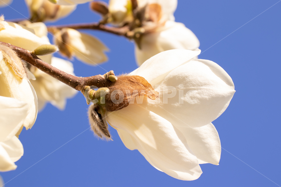 목련,magnolia,꽃,봄꽃,봄,백목련,목련꽃,식물,자연,꽃잎,나뭇가지,하늘,푸른하늘,파란하늘,만개,개화,플라워,활짝핀,활짝피다,아름다운,아름다움,아름답다,미,예쁜,예쁘다,성장,우아,우아한,우아함,우아하다,계절,야외,flower,spring,blossom,nature,beautiful,flowers,petal,plant,springtime,tree,whitemagnolia,bloom,blooming,blue,bluesky,sky,branch,flora,floral,natural,fresh,beauty,pure,season,white,outdoor,outdoors,background